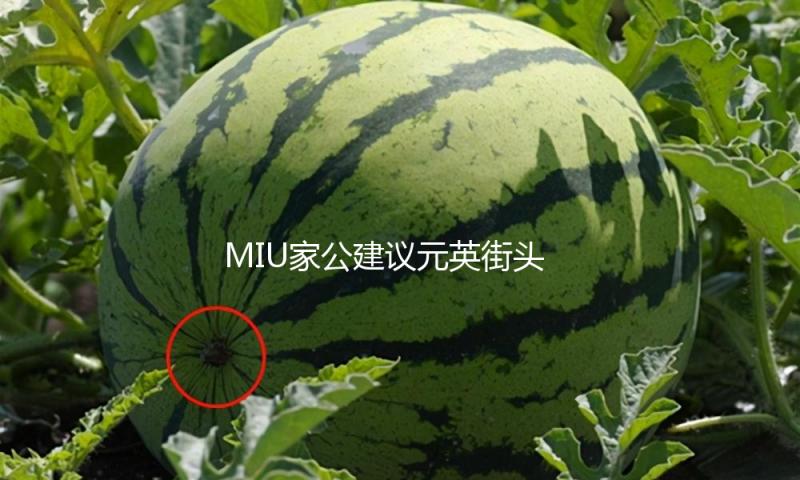 MIU家公建议元英街头大秀细长美腿，四个公式学会她的可露丽风！