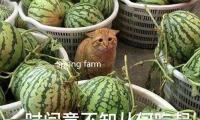Spring farming underway in China